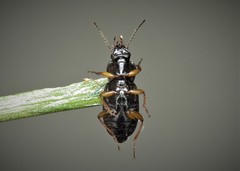 Parophonus maculicornis