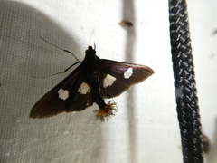 Diaphania exclusalis