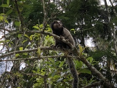 Callithrix penicillata