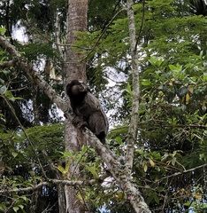 Callithrix penicillata