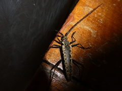 Disteniazteca pilati