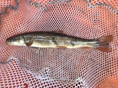 Catostomus columbianus