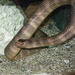 闊帶青斑海蛇 - Photo (c) anonymous，保留部份權利CC BY-SA