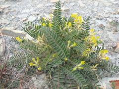 Astragalus utriger