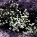 Greenland Stitchwort - Photo (c) Alan J. Hahn, some rights reserved (CC BY-NC)