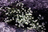Greenland Stitchwort - Photo (c) Alan J. Hahn, some rights reserved (CC BY-NC)