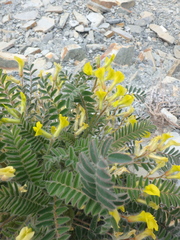 Astragalus utriger