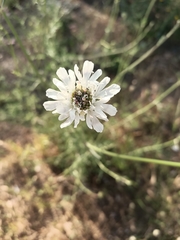 Pycnocomon rutifolium