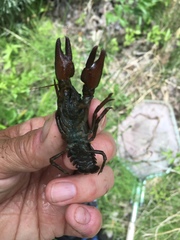 Pacifastacus connectens