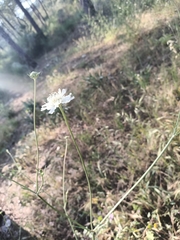 Pycnocomon rutifolium