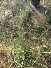 Pycnocomon rutifolium