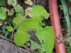 Hibiscus laevis