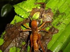 Melanonotus powellorum