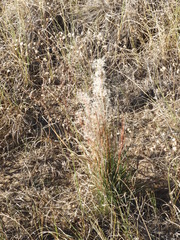 Schizachyrium spicatum