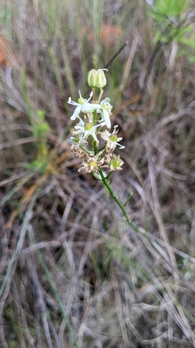 Image of White Sunnybell (Schoenolirion albiflorum) by no rights reserved
