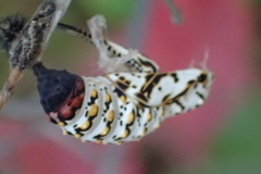 Euphydryas chalcedona