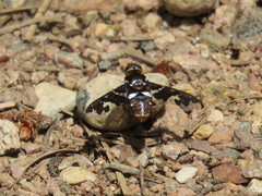 Exoprosopa caliptera