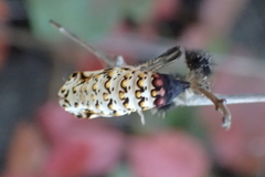Euphydryas chalcedona