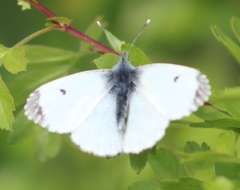 Anthocharis cardamines