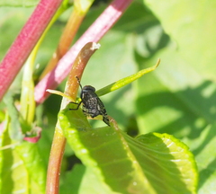 Platystoma seminationis