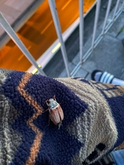 Melolontha melolontha