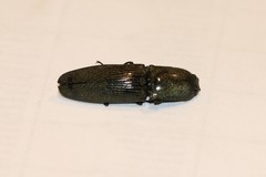 Chalcolepidius viridipilis