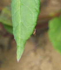 Thaumatomyia notata