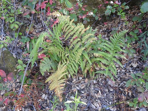 iNaturalist observation photo of coastal woodfern