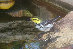 Golden-Cheeked Warbler photo 2