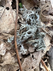 Pseudevernia consocians