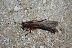 Schistocerca piceifrons