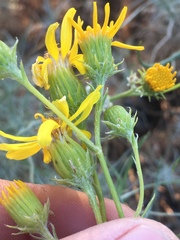 Senecio flaccidus