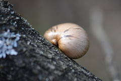 Pleurotus calyptratus