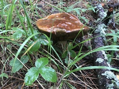 Boletus rubriceps