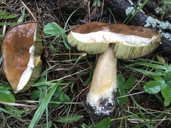 Boletus rubriceps