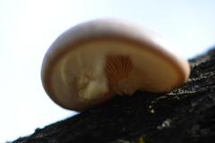 Pleurotus calyptratus