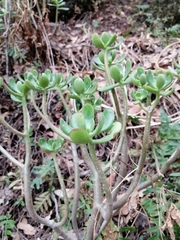 Pachysedum