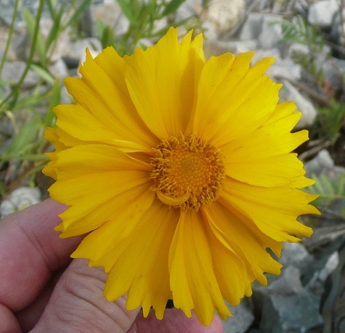 Coreopsis lanceolata