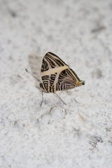 Colobura dirce dirce