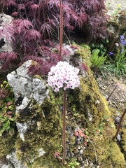 Darmera peltata