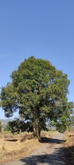 Quercus laurina