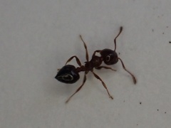 Crematogaster pinicola