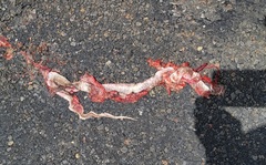 Coluber constrictor etheridgei