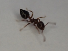 Crematogaster pinicola