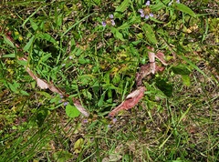 Coluber constrictor etheridgei