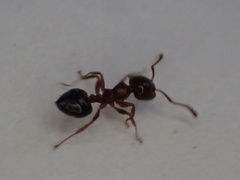 Crematogaster pinicola