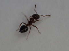 Crematogaster pinicola