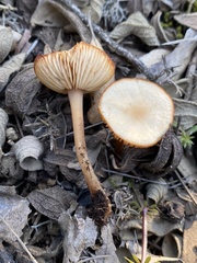 Gymnopus aquosus