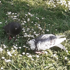 Columba livia domestica