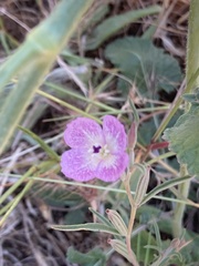 Clarkia affinis
